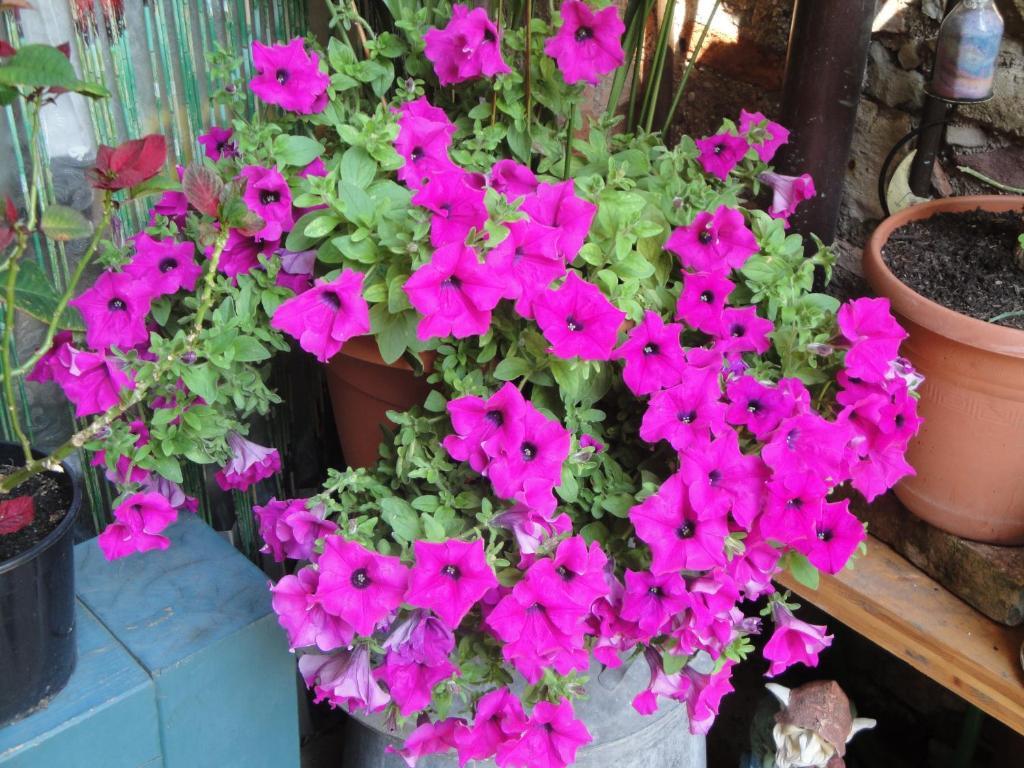 The Tower Of The Old King Bed & Breakfast เดเซนซาโนเดลการ์ดา ห้อง รูปภาพ